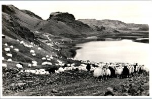 Gathering Sheep in the Valley near Mt Hekla Thjorsardalur Iceland Postcard