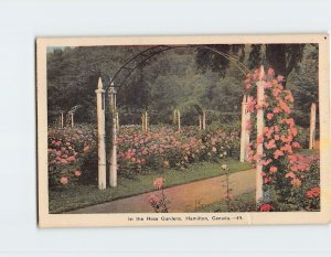 Postcard In the Rose Gardens Hamilton Canada