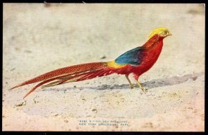 New York Zoological Park Golden Pheasant DB