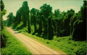 Kudzu Along The Highway An Oriental Legume Mississippi MS Postcard UNP P8