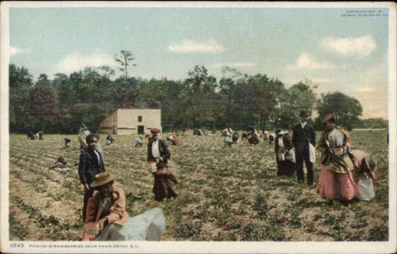 Black Americana Picking Strawberries Near Charleston SC Detroit Publishing PC