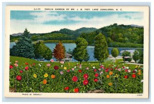 1957 Dahlia Garden Of Mr. J. B. Ivey Lake Junaluska North Carolina NC Postcard