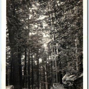 c1950s Cornwall, CT Cathedral Pine White Hemlock Tree Preserve 1989 Tornado A207