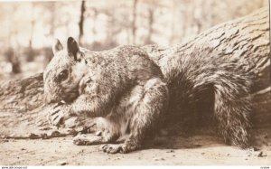RP: Squirrel , 1930s