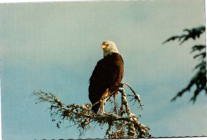 Postcard American Bald Eagle at George Inlet near Ketchikan Alaska