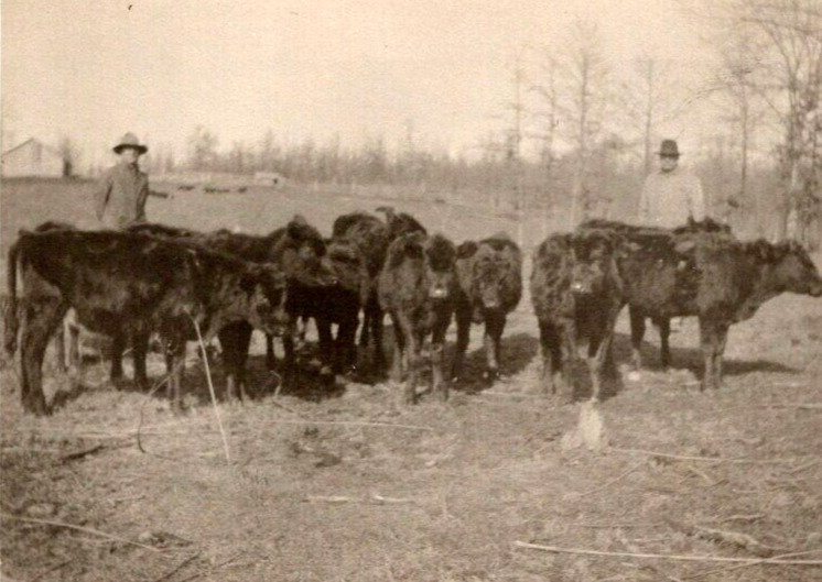 RPPC  Farmers With   Cow Herd  Postcard