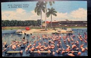 Vintage Postcard 1950 Flamingos , Hialeah Racecourse, Florida FL