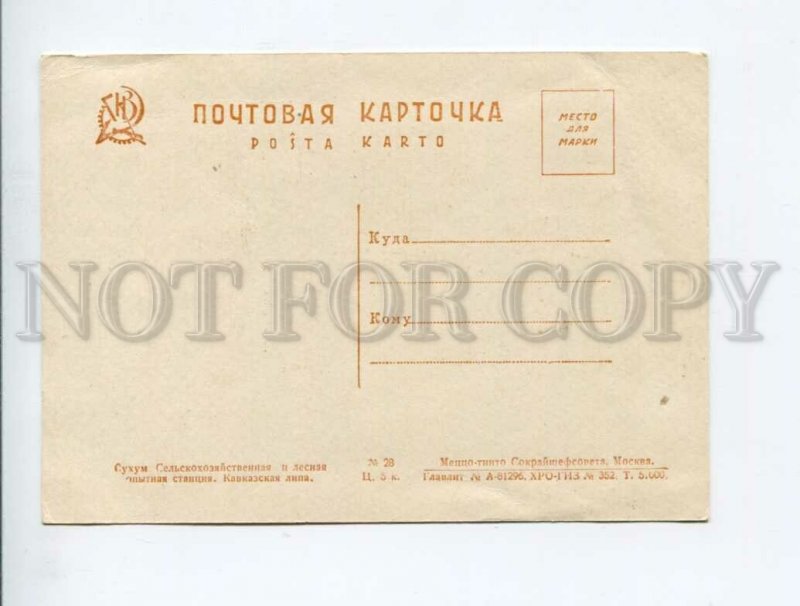 3014323 Caucasus Abkhazia Sukhumi Agricultural statio Vintage