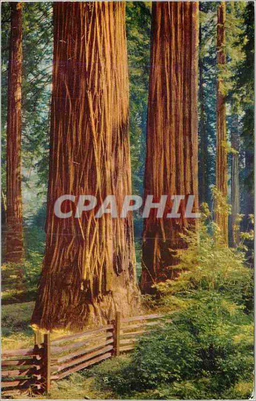 Modern Postcard California Redwoods