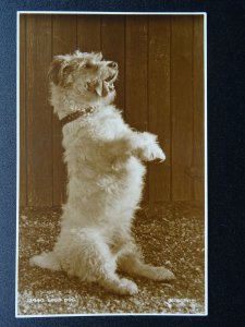 Portrait TERRIER Dog Breed TRICKS - GOOD DOG c1930 RP Postcard by Judges Ltd