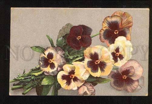 050913 Colorful PANSY Bouquet Vintage PC