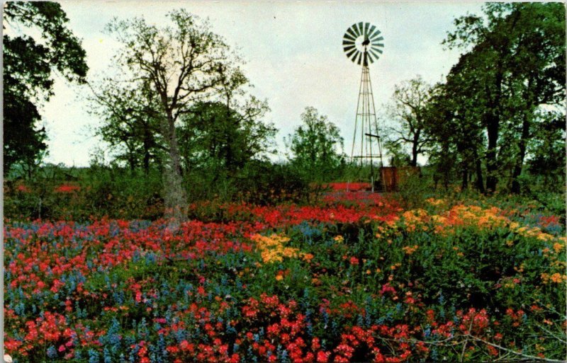 VTG Postcard Texas Hill Country Spring Flowers Old Water Windmill Scenic 1474