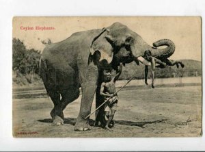 400034 CEYLON Elephant nude boy on the tusks Vintage postcard