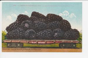 CA DB SP Railroad Load of Blackberries Mint