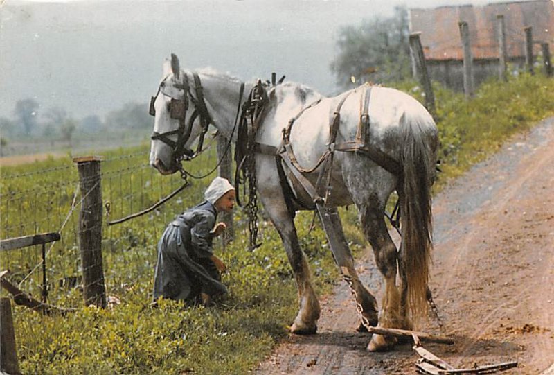 Minding the Horse Ohio's Amish Heartland - Misc, Ohio OH