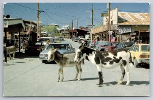 Wild Donkeys Stopping Traffic in Oatman Arizona Postcard P2