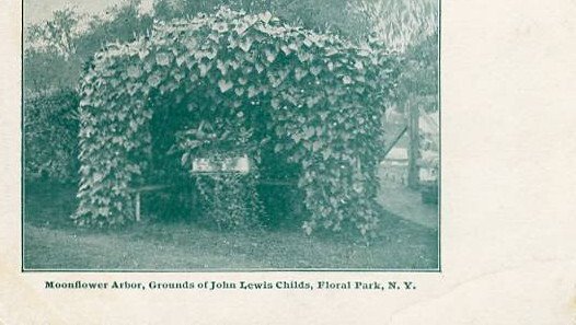 NY - Floral Park, Moonflower Arbor on the Grounds of John Lewis Childs' ...
