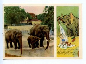 420259 USSR 1955 year KOCHANOV Pioneer dachshund elephant postcard