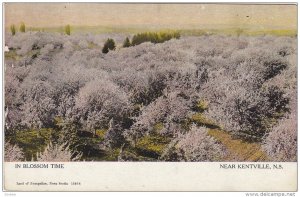 In Blossom Time, Near KENTVILLE, Nova Scotia, Canada, 1900-1910s