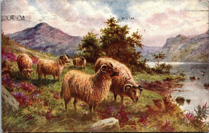 Sheep Flock in Pasture Mountain Lake Pastoral J Salmon a/s Postcard 1920