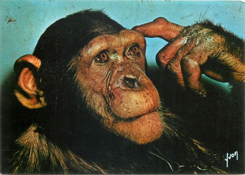 Animals france monkey chimpanzee black old face  Postcard