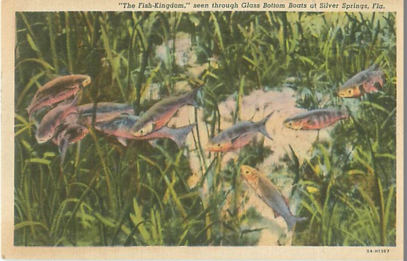 Fish Kingdom Seen Through Glass Bottom Boat Silver Springs Florida 1946 Postcard