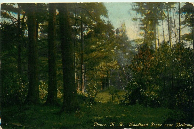 Postcard Woodland Scene near Bellamy Dover New Hampshire Vtg Postcard