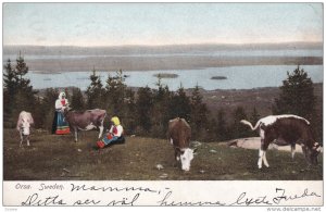 ORSA, Sweden, PU-1908; Farm Life, Women And Cows
