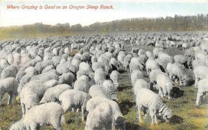 Oregon OR   GRAZING IS GOOD On OREGON SHEEP RANCH  1911 Ranching/Farm Postcard