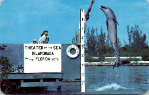 Florida Keys Islamorado Porpoise Buttons Jumping Porpoise