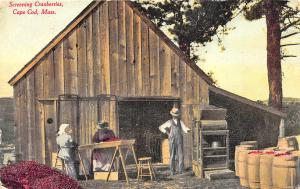 Cape Cod MA Workers Screening Cranberries Wooden Barrels Postcard