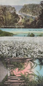 Easter Lily Field Jamaica Royal Palms 3x Postcard s