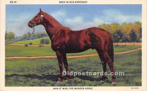 Man O War, The Wonder Horse KY , USA Horse Racing Unused 