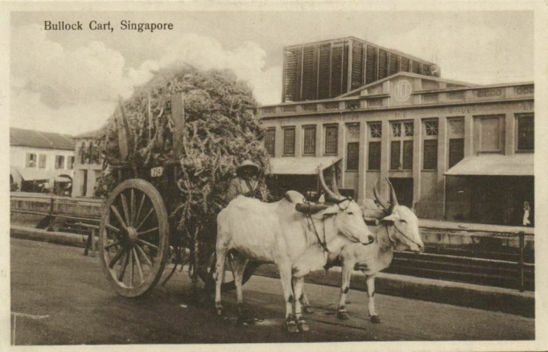 PC CPA SINGAPORE, BULLOCK CART, Vintage Postcard (b3043)