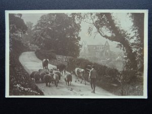 HERDING CATTLE & SHEEP Nearing Tintern Abbey - Old RP Postcard by W.A. Calls