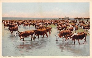 Trail Herd Watering Cow Unused 