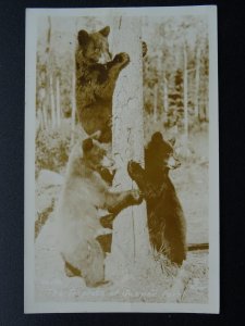 Canadian Rockies BEAR Theme THREE TRIPLET BEAR CUBS in JASPER PARK c1930s RP PC