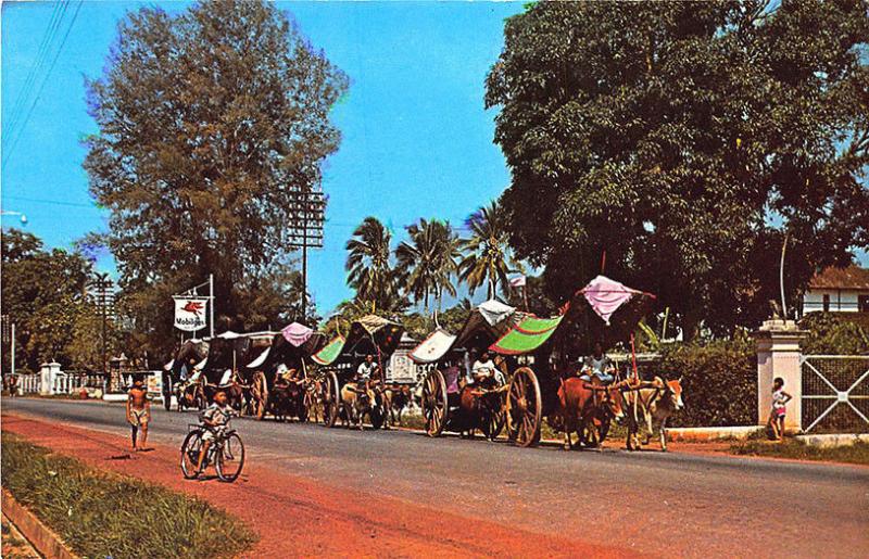 Malacca Malaysia Bullock Carts Singapore M 518 Postcard