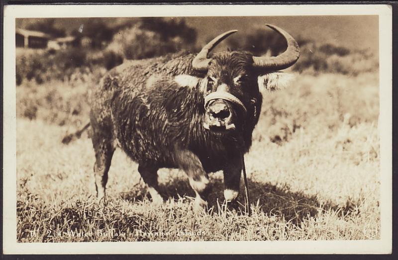 Water Buffalo,HI Postcard