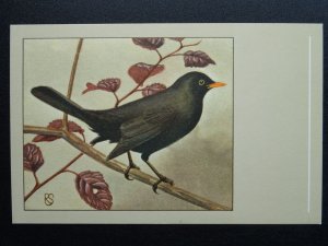 Bird Theme BLACKBIRD c1950s Postcard by P. Sluis Series 9 No.101