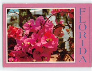 Postcard Closeup of Bougainvillea Florida USA