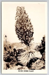 Hawaii RPPC Blooming Silver Sword Plant c1940s Real Photo Postcard U24