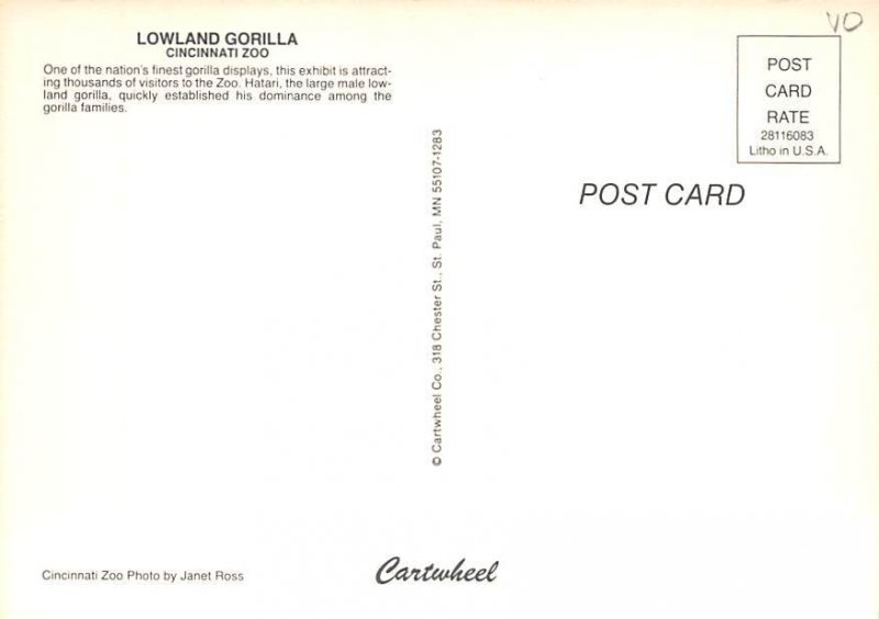 Lowland Gorila, Cincinnati Zoo 