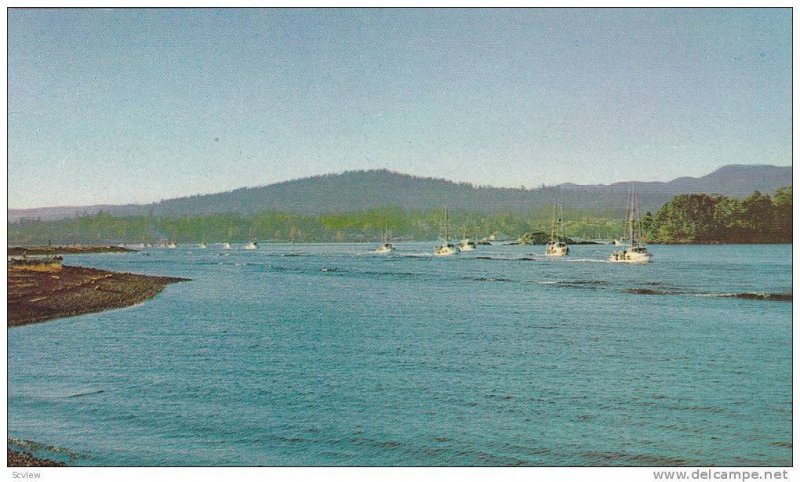 Fishing Fleet, Sooke Harbour, Vancouver Island, British Columbia, Canada, 194...