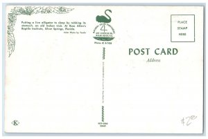 c1950's Reptile Institute Putting Alligator Sleep Silverspring Florida Postcard