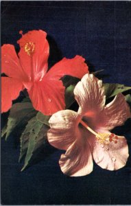 Postcard Flora Hawaiian Lovely Red and Pale Pink Hibiscus