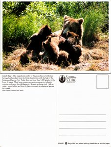 Grizzly Bear (24647