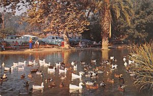 Hillcrest Park Ducks / Geese Fullerton, California, USA Unused 