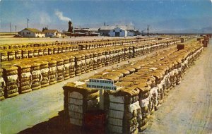 Bales of Cotton The San Joaquin Valley View Postcard Backing 