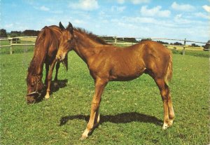 Two Horses Nice modern German photo postcard